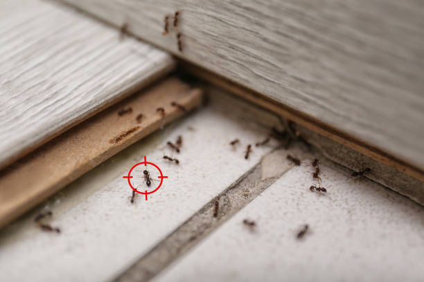Best Best Pest Control Companies  in Bayou Gauche, LA
