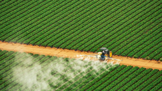 Best Termite Control Services  in Bayou Gauche, LA