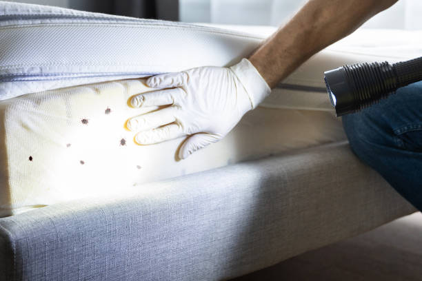 Best Local Pest Control Services  in Bayou Gauche, LA