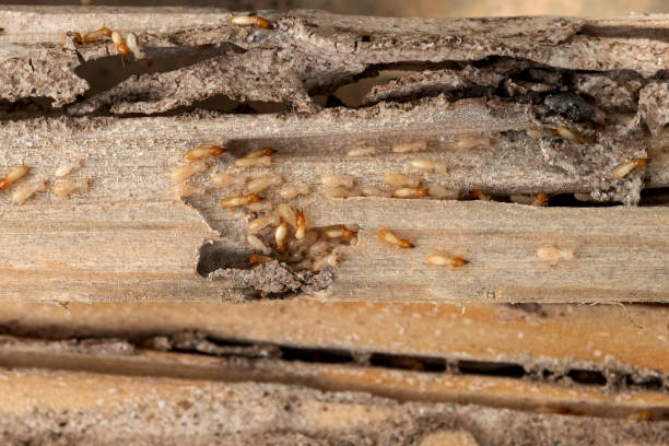 Best Best Pest Control Near Me  in Bayou Gauche, LA